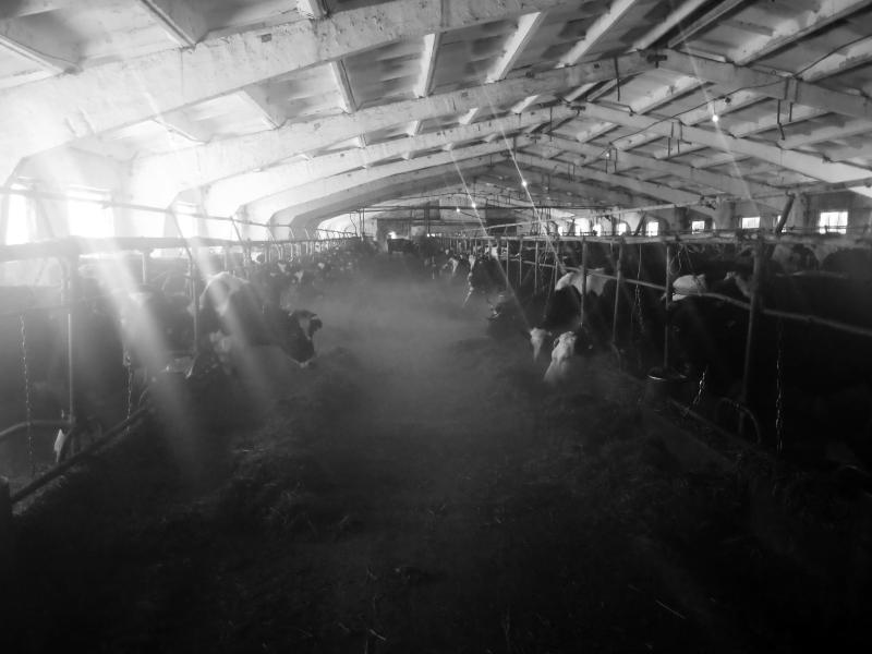 cow barn in khabarovsk
